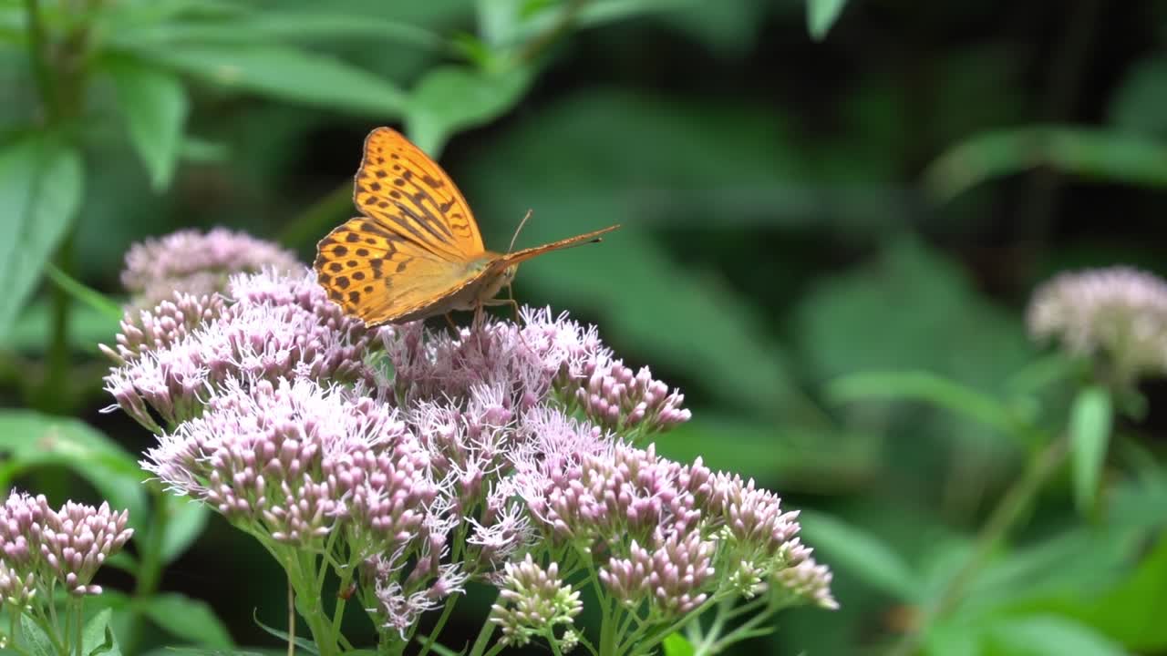 Farfalla Argynnis paphia su Eupatorium cannabinum