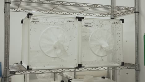 mosquitos in a laboratory kept in glass and mesh boxes