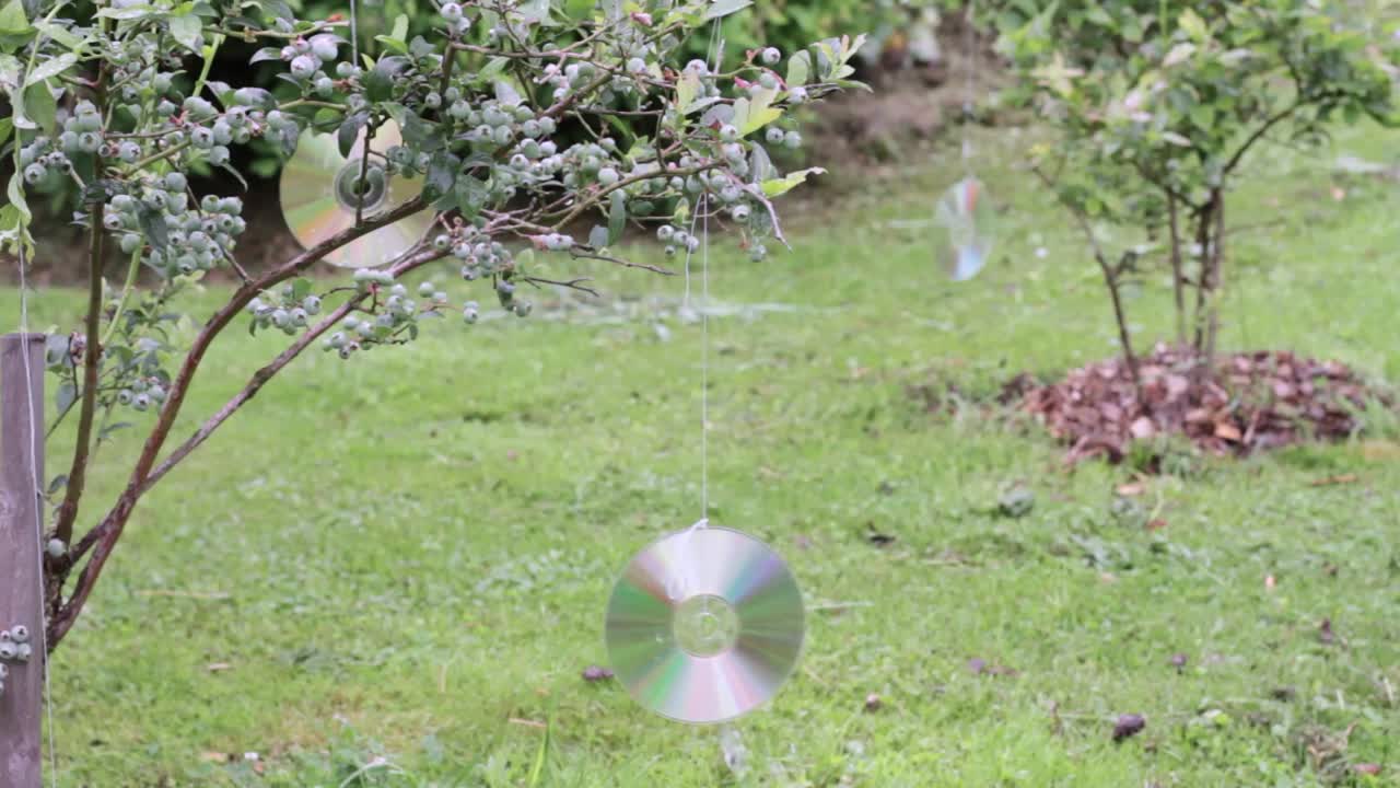 arbusto de arándanos con arándanos sabrosos ninguna gente atascada imágenes de video de stock