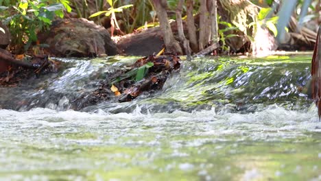 gentle stream flowing through lush greenery in tranquil park setting