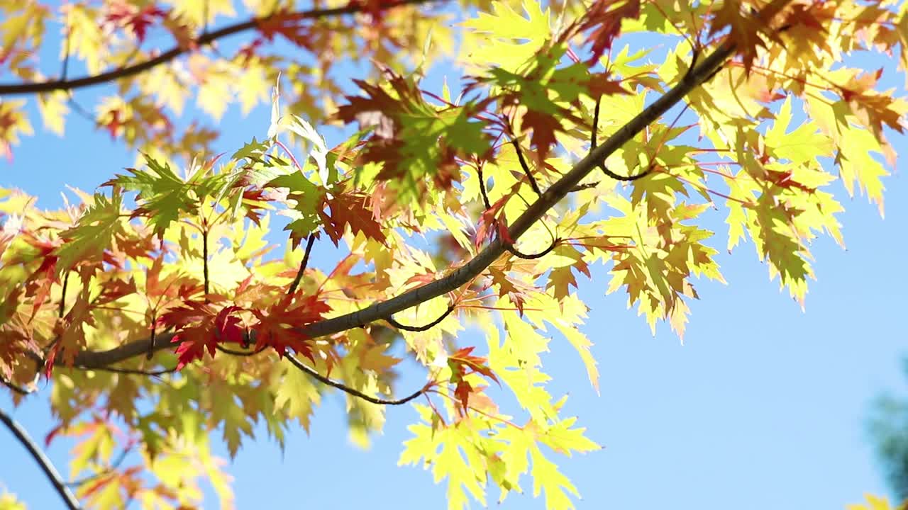 Red And Orange Fall Leaves Blowing In The Wind 10 Second Video