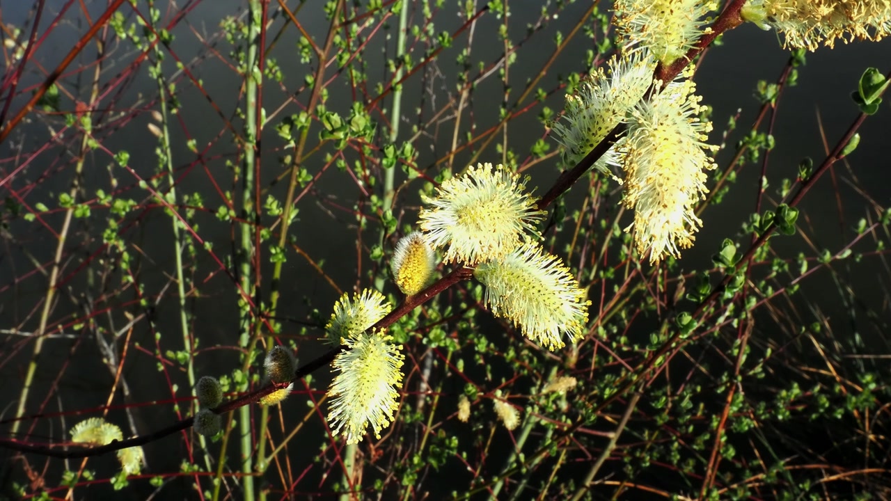 Willow twigs starting to come into flower