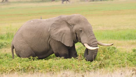 lonely tuskar african elephant grazing in knee deep water vegetation