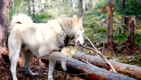 perro sosteniendo un palo en la boca en el bosque en el fondo