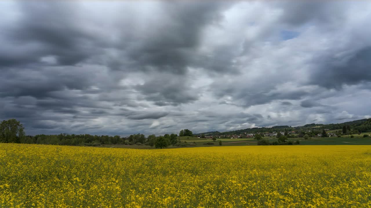 Stormy storm clouds move over a field of flowers, a rapeseed field, before the rain arrives. It's spring, and the landscape is blooming. Sun shines partially on the field.