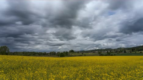 stormy storm clouds move over a field of flowers, a rapeseed field, before the rain arrives. it's spring, and the landscape is blooming. sun shines partially on the field.