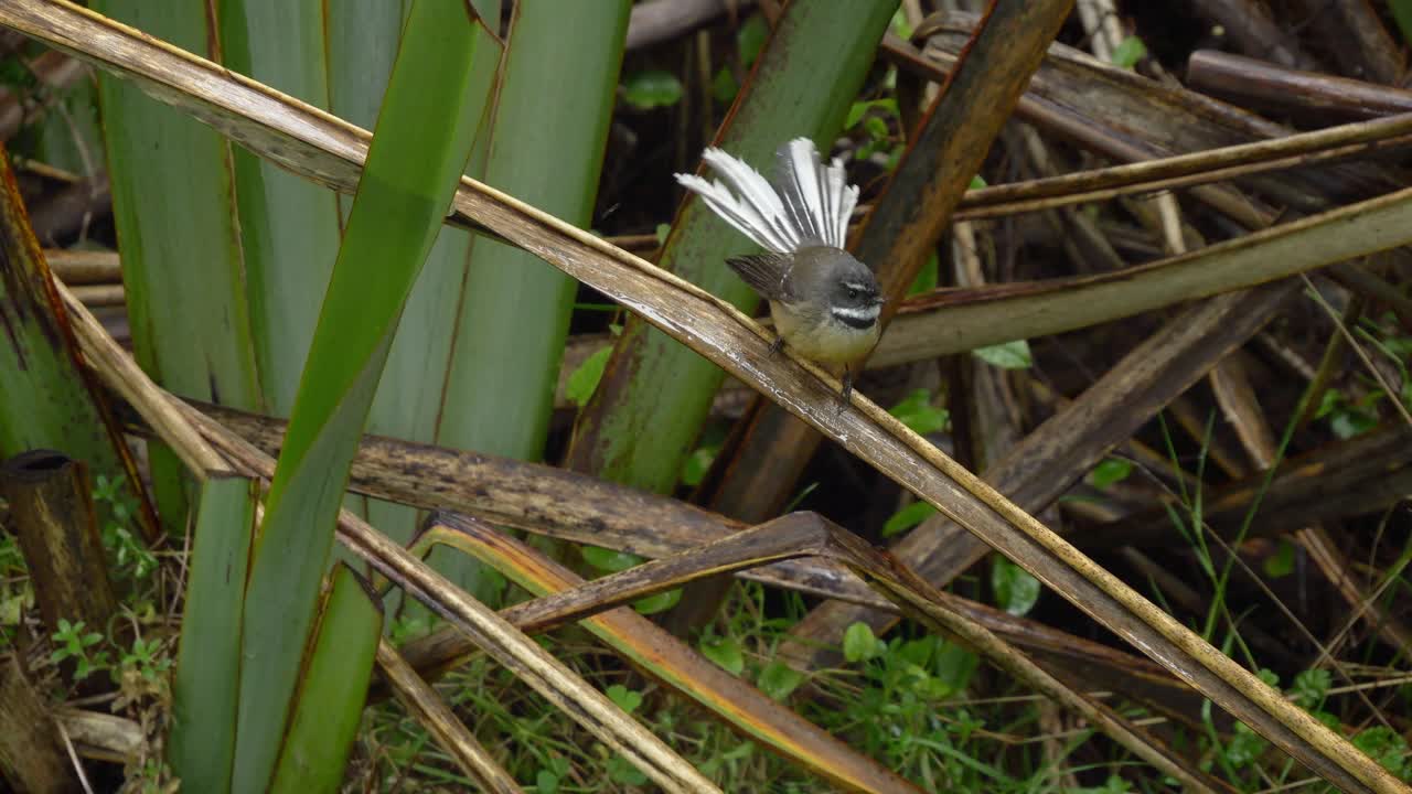 New Zealand Fantail Bird Perched On The Plant At Ship Creek In Haast, New Zealand. - closeup shot