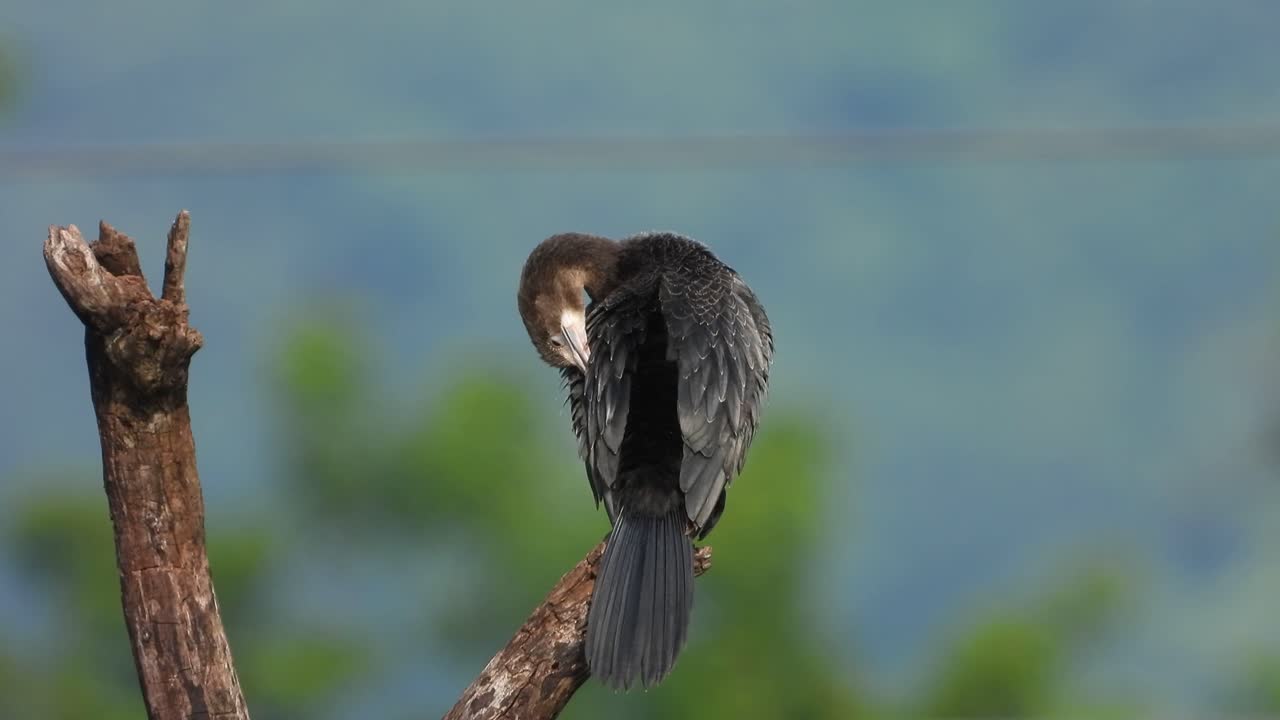 баклан сидит на дереве mp4 4k uhd