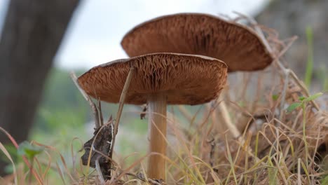 low angle close-up of mushrooms growing in a forest