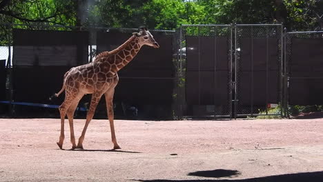 Bebé-Jirafa-En-El-Zoológico-De-Denver