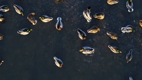 drone aerial view of ducks