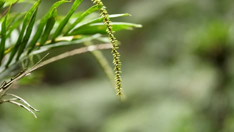detailed view of a fern in a lush forest setting, showcasing vibrant green foliage and natural lighting