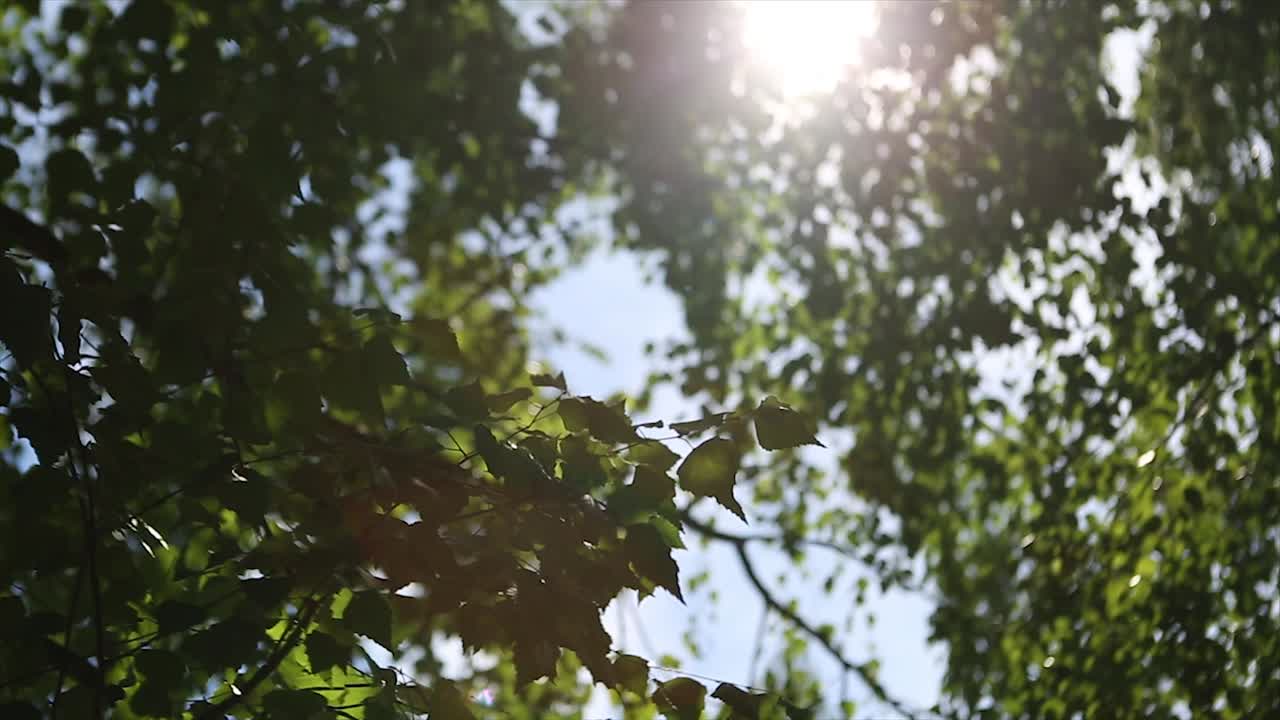 la luz del sol filtrándose a través de las hojas de los árboles