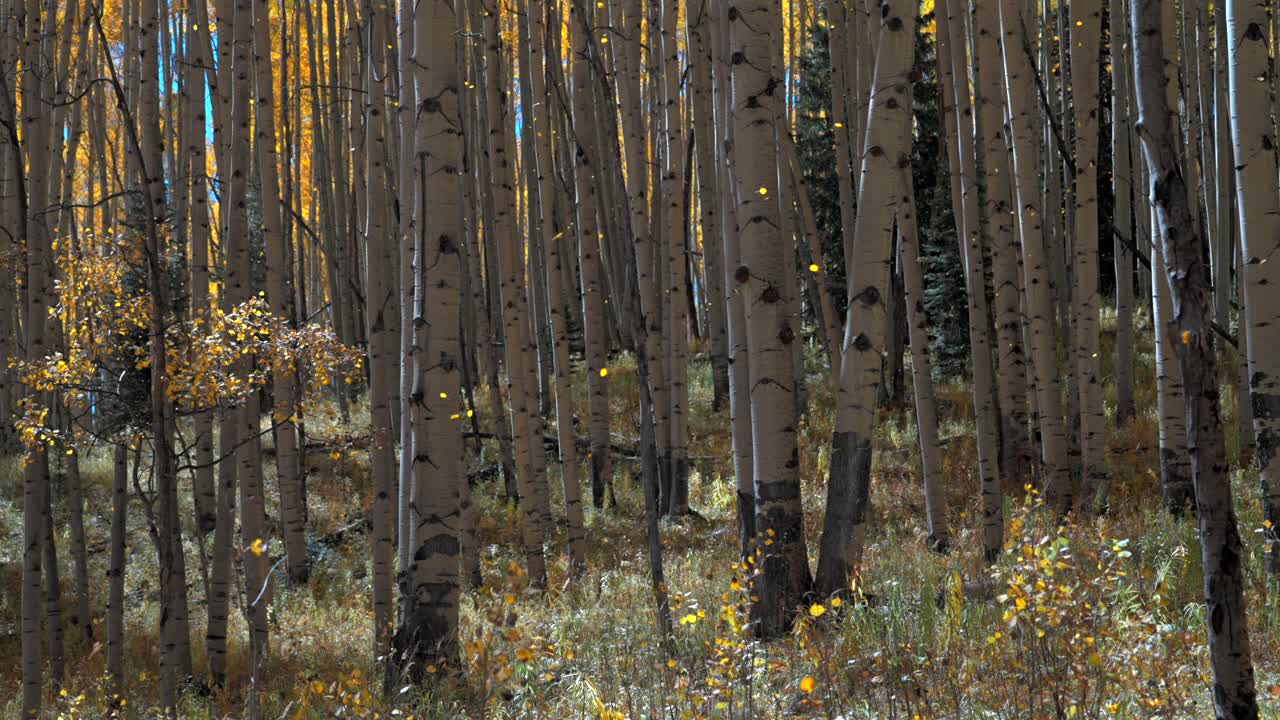 Aspens trees grove forest golden yellow leaves falling from above from wind Crested Butte Telluride Aspen Kebler Ohio Pass Colorado Maroon Bells Telluride auburn fall autumn peak colors static shot