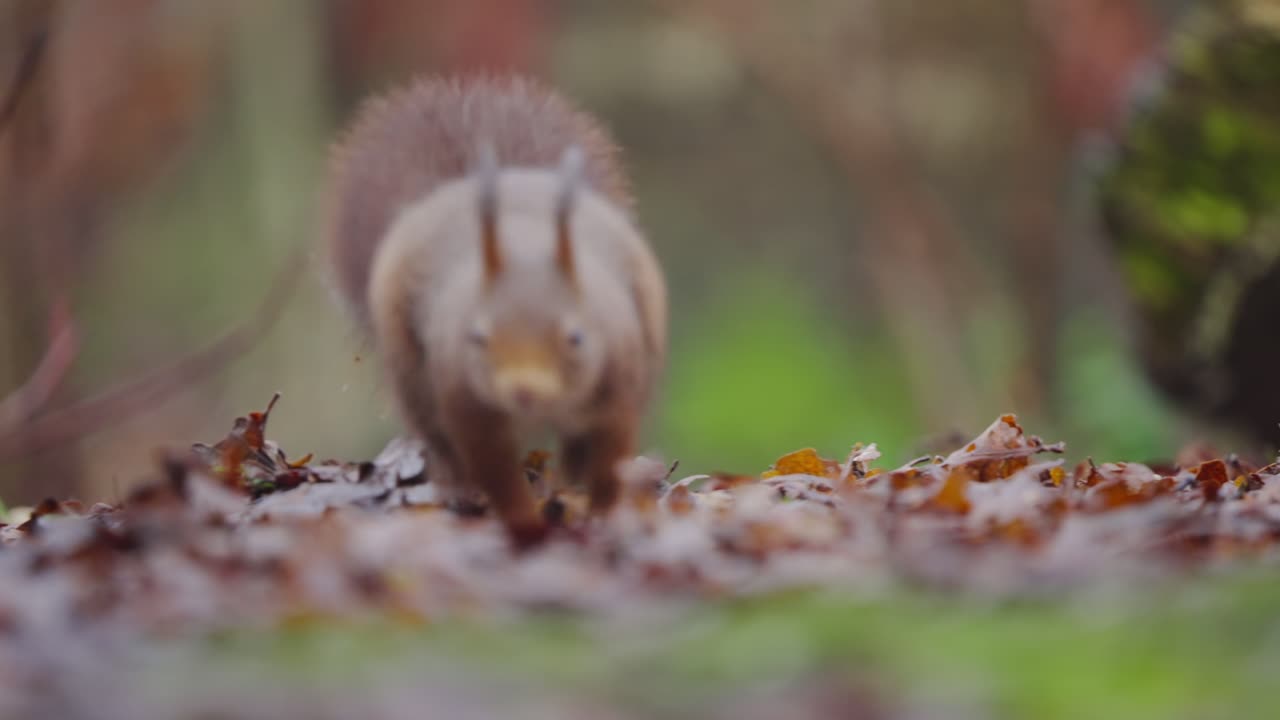Slow motion of red squirrel bounding hopping across mossy ground under soft forest light