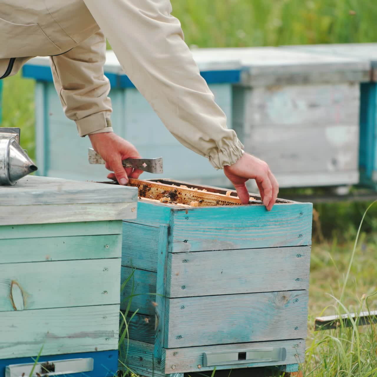 Male apiarist puts the frame into the hive after checking it thoroughly. Farmer check up at wooden apiary. Green nature in blur backdrop