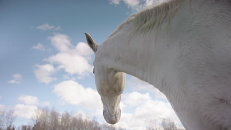 Caucasian-woman-steps-up-to-white-horse-during-equine-assisted-therapy