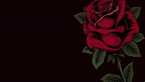 animation of single red rose moving, with copy space on black background