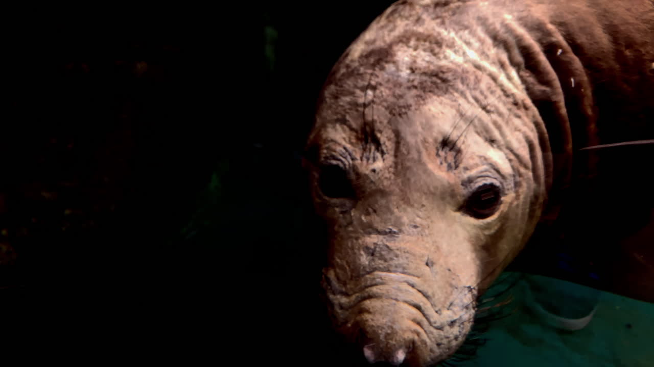 Mirounga angustirostris, Elephant seal at at Kamon Aquarium, Japan
