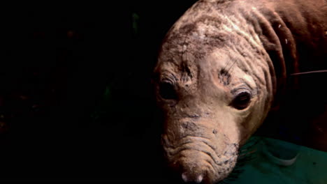 Mirounga-angustirostris,-Elephant-seal-at-at-Kamon-Aquarium,-Japan