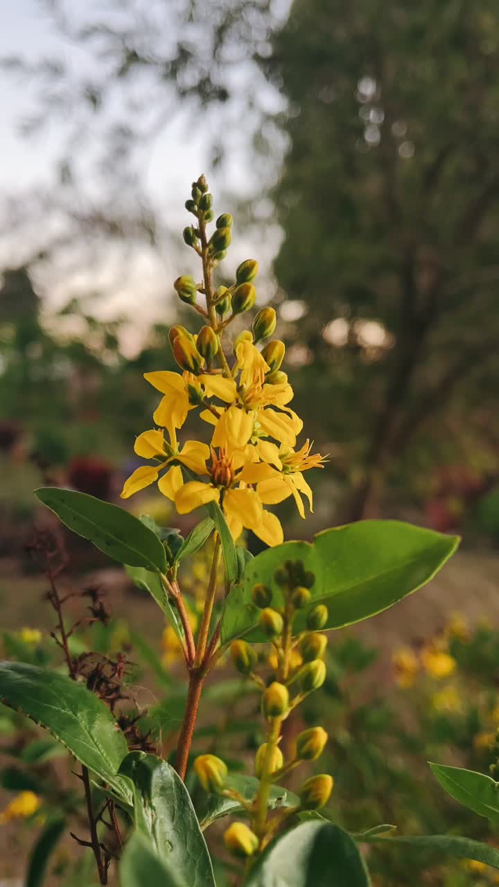 Close-up of a Yellow Flower