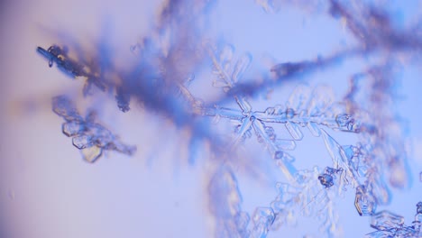 snowflake close up under microscope panning view blue background fine details