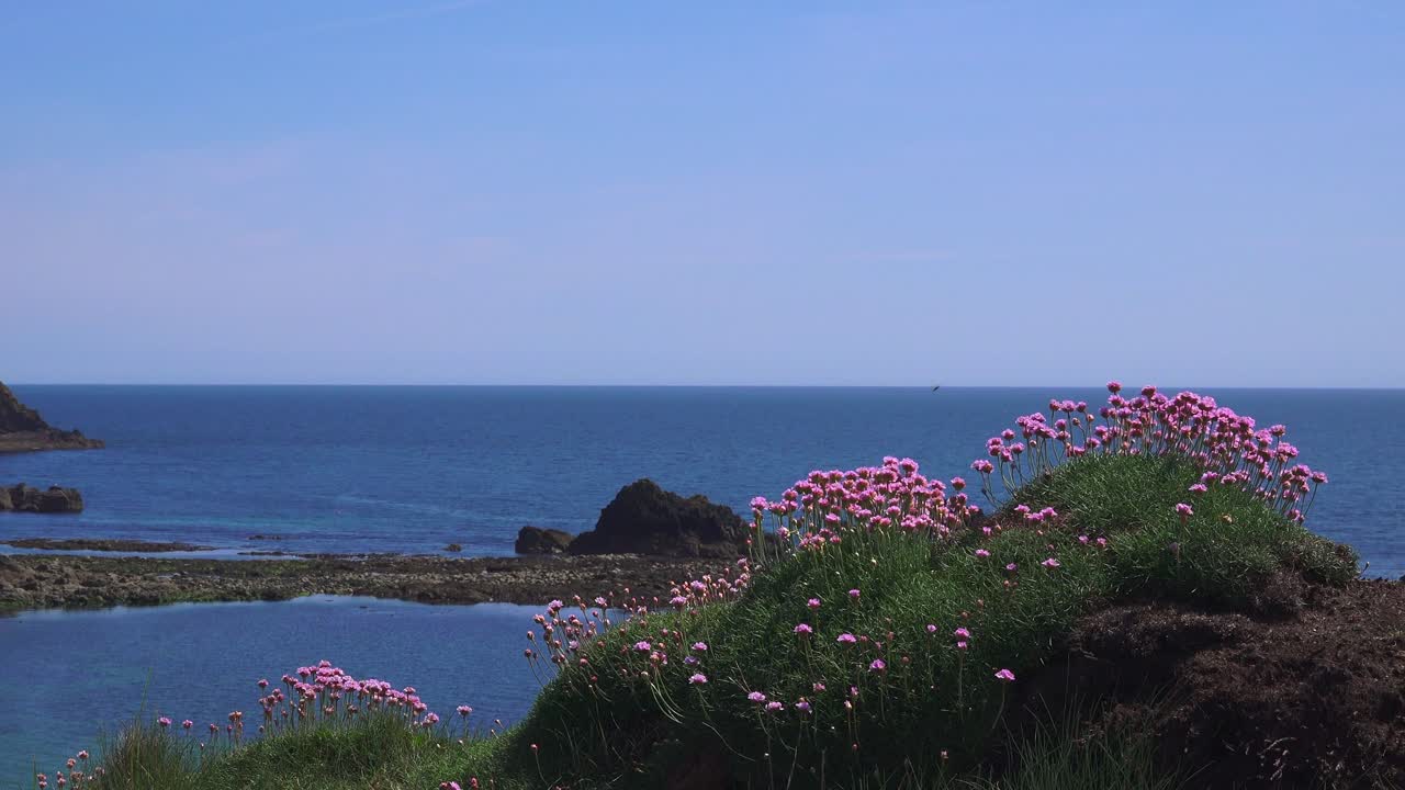 Epic sea views sea pinks Copper Coast Waterford Ireland