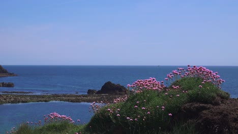 epic sea views sea pinks copper coast waterford ireland