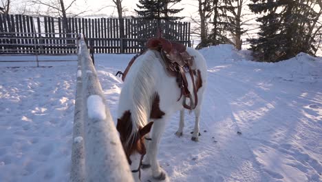 horse digging on snow with his leg on a farm in canada