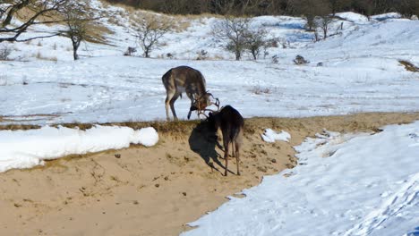 two male fallow deer in their winter fur hitting their antlers against each other