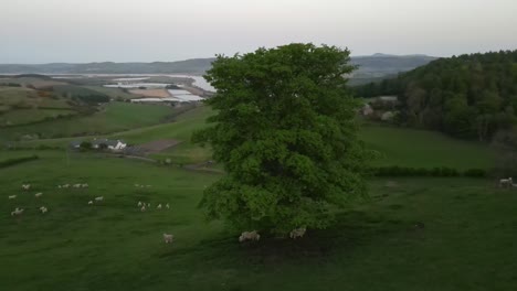 majestic oak tree stands proudly amidst a picturesque sheep farmland in the highlands of scotland