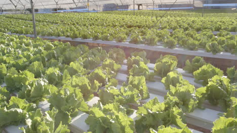 hydroponic farm with rows of green lettuce growing in greenhouse, copy space