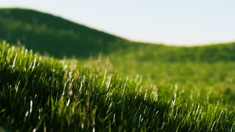 hierba verde fresca como un bonito fondo