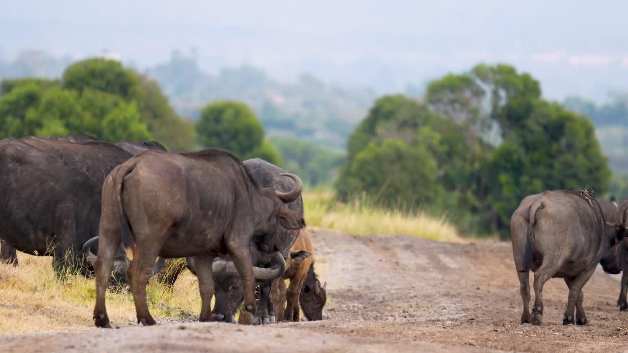 Kaapse buffelkudde loopt samen met een jong kalf in een open savannegraslandschap in een Keniaans wildreservaat.