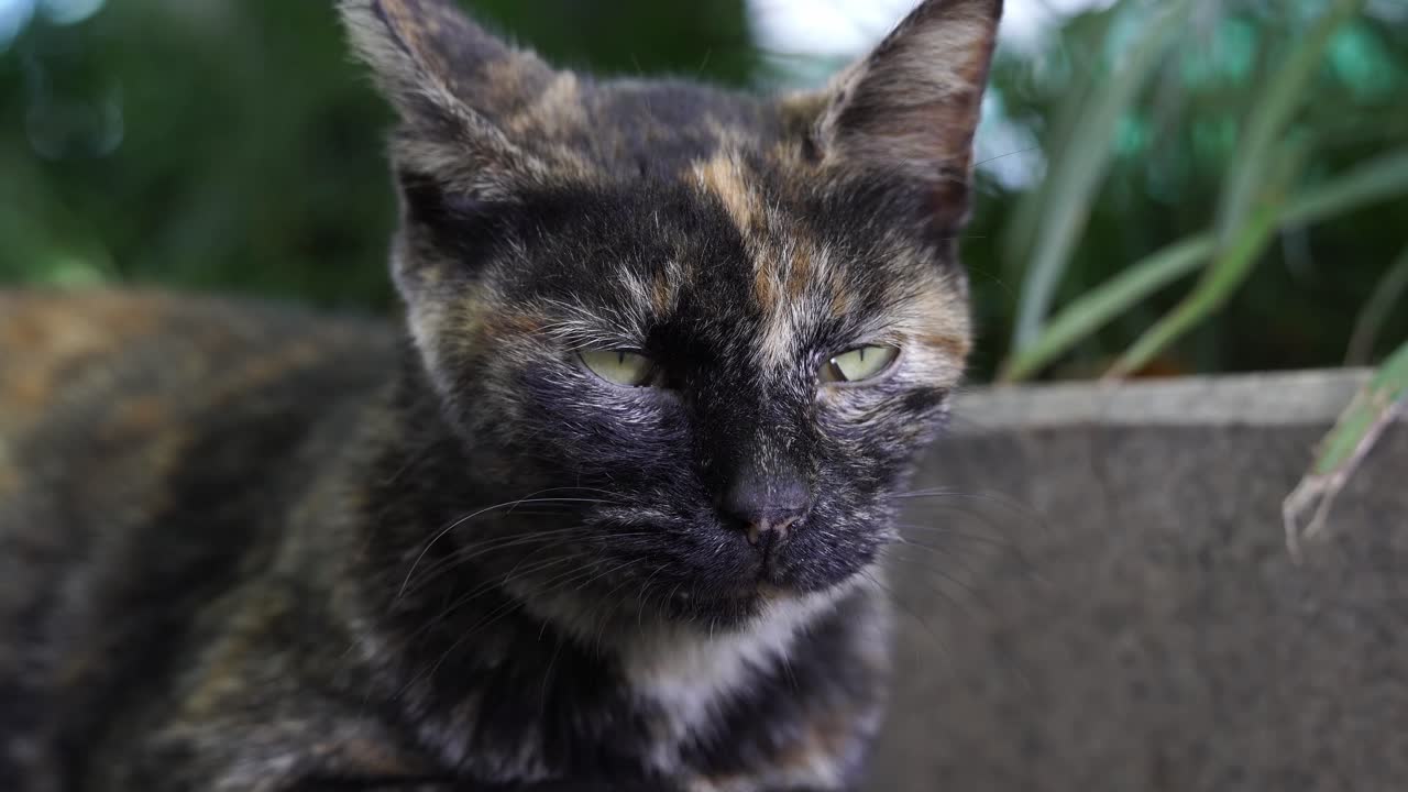 Primo piano di un gatto tartarugato randagio.