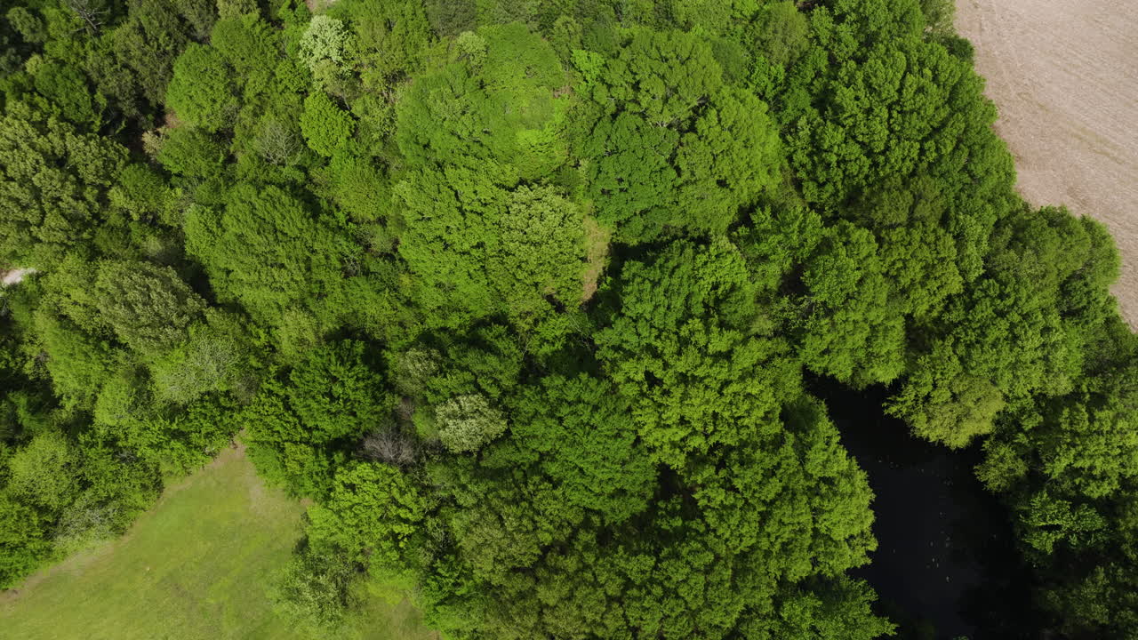 Lush green forest and field in collierville, tennessee, vibrant natural colors, aerial view