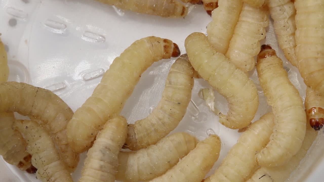 Waxworms, the larvae of the Waxmoth