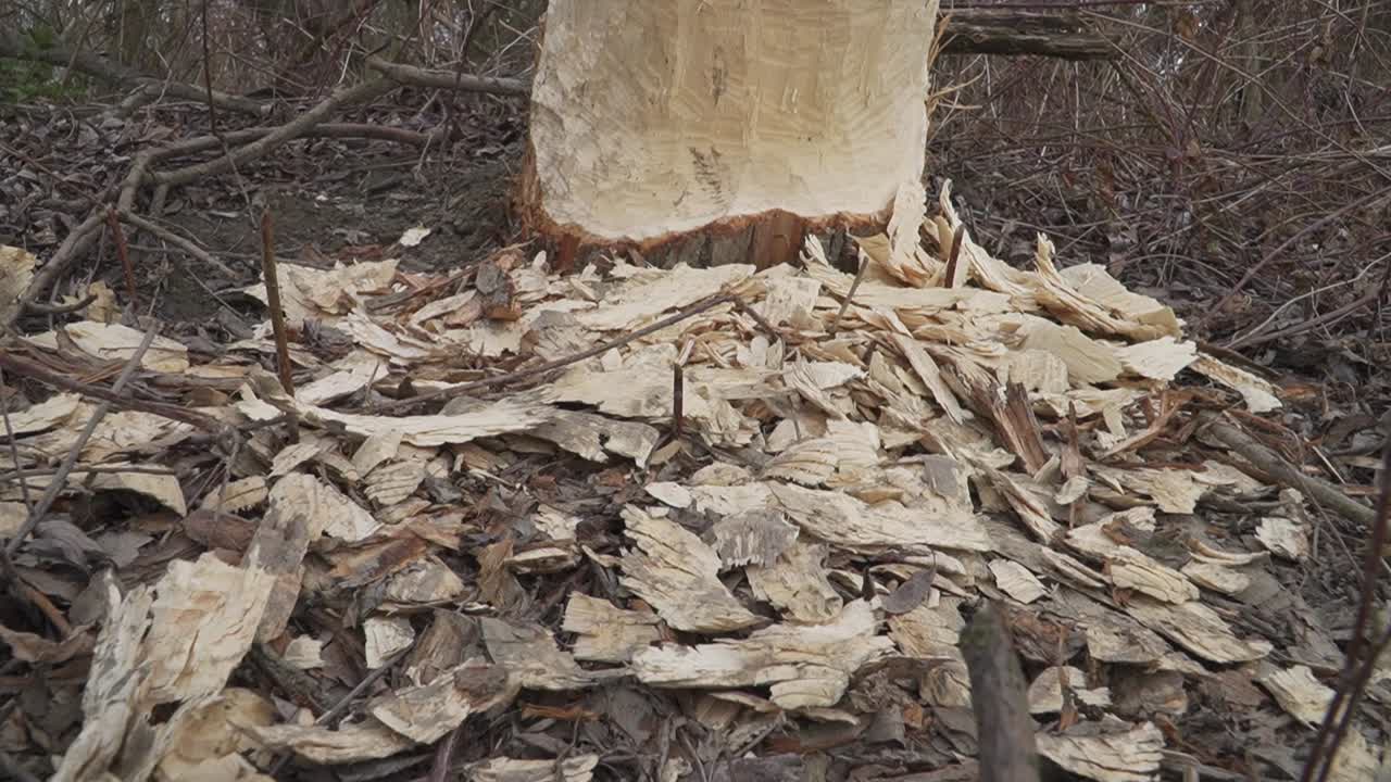 Tree gnawed by a beaver, surrounded by wood chips in a forest. Wildlife behavior in its natural habitat.