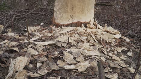 tree gnawed by a beaver, surrounded by wood chips in a forest. wildlife behavior in its natural habitat.
