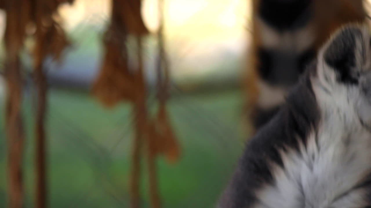 동물원에서 붉은 야채를 먹는 여우원숭이의 클로즈업