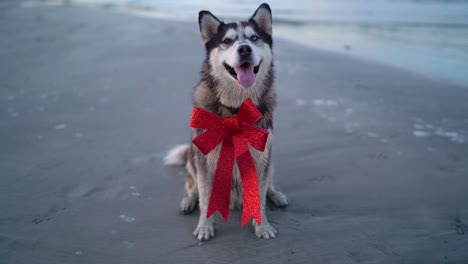 Glücklicher-Husky-hund-Eine-Rote-Schleife-Am-Strand