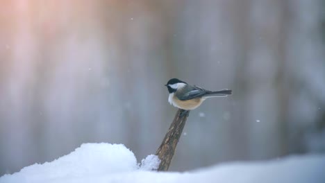 Meise-Auf-Einem-Verschneiten-Ast-4k-Natur