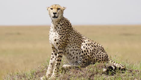 A-Reveal-Shot-Of-A-Cheetah-Sitting-On-An-Isolated-Landscaped-In-The-Wild