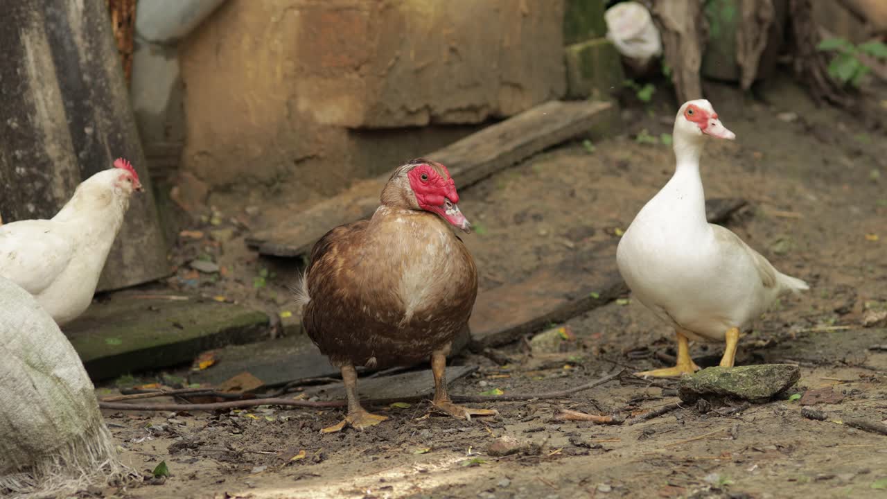 pato blanco y marrón doméstico y gallo caminan por el suelo. fondo de la vieja granja. búsqueda de alimento