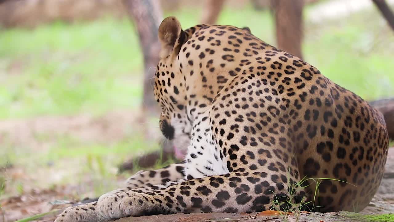 leopardo indio limpiándose lamiendo con él tung, en el animal salvaje helado
