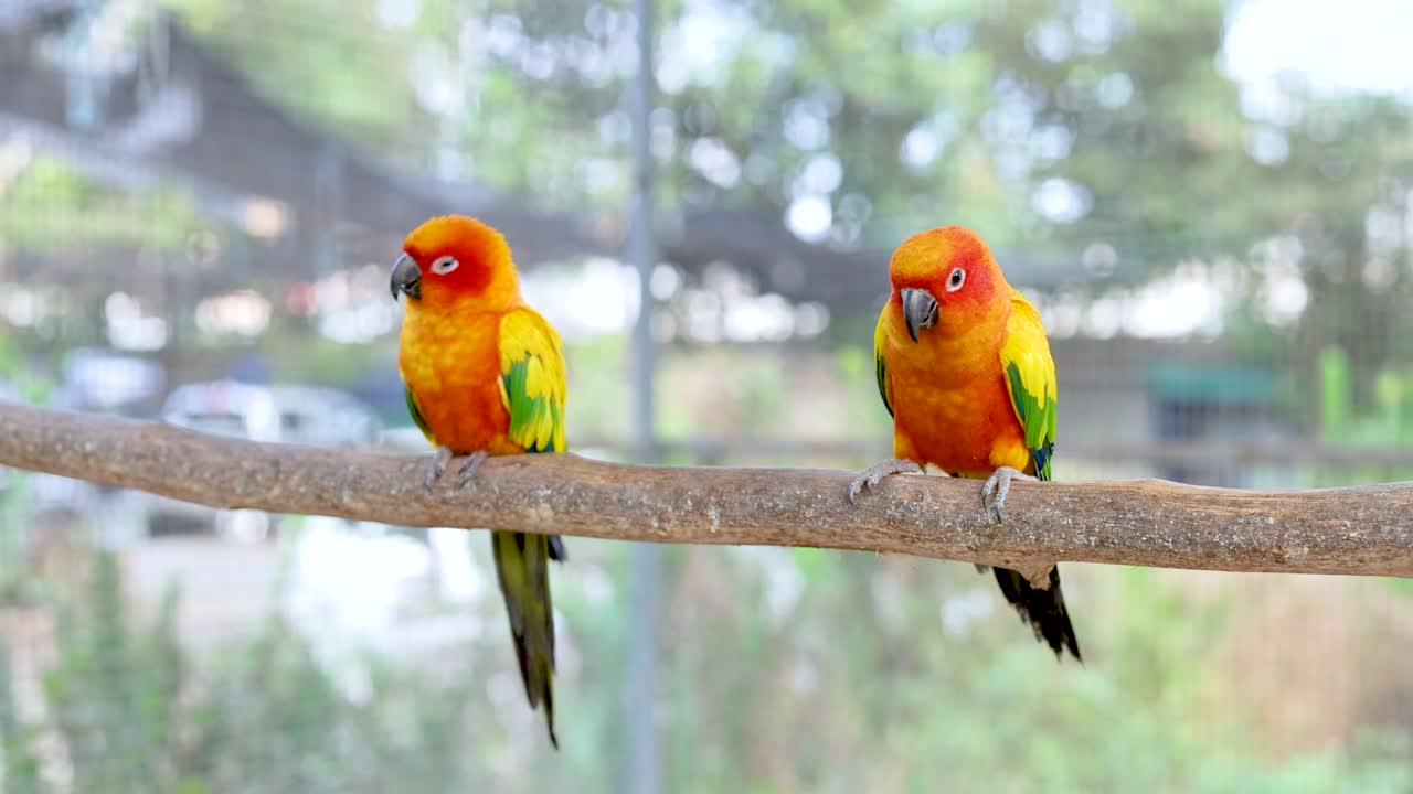 Two parrots perched at Bangkok's floating market