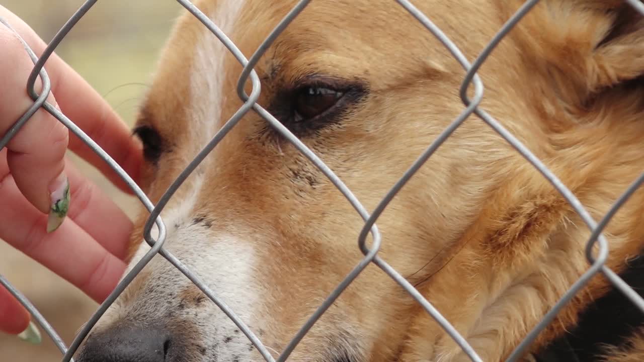 A lonely dog sits behind a wire fence in a cage, looking out. The setting appears to be an animal shelter or kennel, evoking feelings of abandonment and hope for adoption.