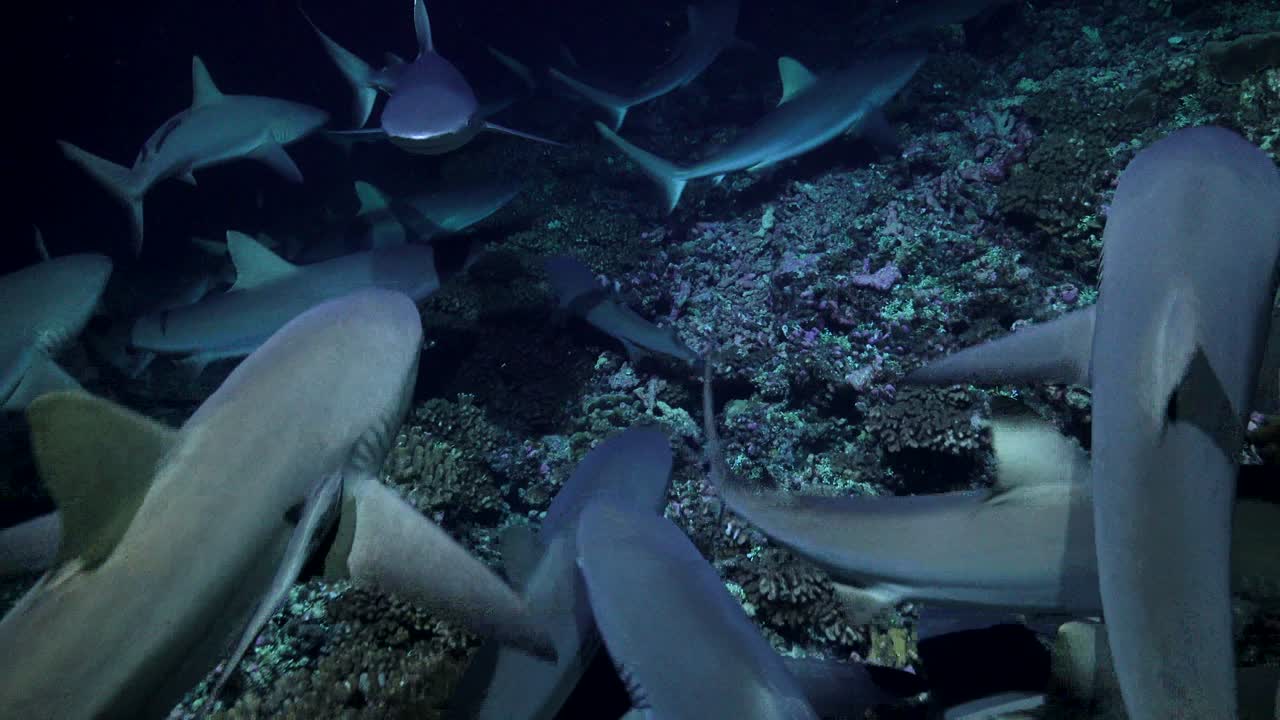 Sharks hunting at night on coral reef. One of the shark swimming strait to the camera