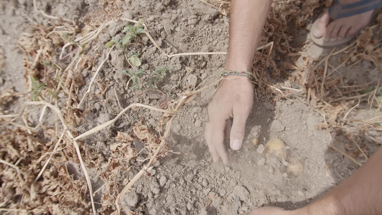 un agricultor manos cosechando patatas lentamente en el campo durante un día soleado - primer plano