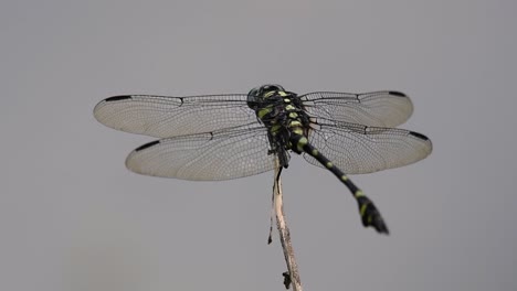 The-Common-Flangetail-dragonfly-is-commonly-seen-in-Thailand-and-Asia